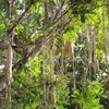 Wurstbaum (Kigelia africana)  - 5 Samen Produktbild-Vorschau 1