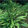 Stauden Gänge 3 x Blechnum spicant im 1 Liter Topf - Produktbild-Vorschau 1