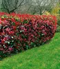 A well-maintained garden with a vibrant red Photinia hedge in the foreground and trees in the background. Produktbild-Vorschau