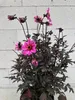Dahlie Mystic Dreamer - Dahlia Mystic Dreamer Produktbild-Vorschau 3