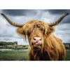 Ravensburger 13273 - Highland Cattle - 300 Teile Produktbild-Vorschau 3