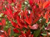 Stauden Gänge 10 x Photinia fraseri 'Little Red Robin' - Produktbild-Vorschau 3