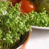 Kresse Ganzjahres-Gemüse-Sprossensamen 10G Produktbild-Vorschau 16
