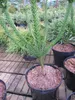 Cryptomeria japonica Dinger - chinesische Sicheltanne - Produktbild-Vorschau 2