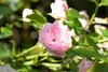 Bodendeckerrose The Fairy C 15- 20 Produktbild-Vorschau 6