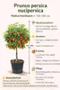 Nectarine naine, tige de 130 à 180 cm – Prunus persica Voir les images du produit 2