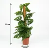 Green boutiQ - Zimmerpflanze - Monkey Mask - Monstera Produktbild-Vorschau 3