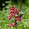 Bloomique - 3er Set - Centranthus Ruber Coccineus - Produktbild-Vorschau 3