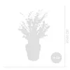 Bloomique - Eukalyptus Gunii Azura - Eukalyptus Pflanze - Produktbild-Vorschau 5