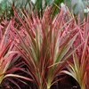 Dracaena Magenta Drachenblutbaum 17cm 70-80cm pflegeleicht Produktbild-Vorschau 5