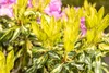 Rhododendron Hybride Goldflimmer 40-50 cm, im Topf, Produktbild-Vorschau 6