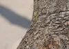 SAFLAX Anzucht Set - Elefantenfuß / Flaschenbaum - Produktbild-Vorschau 5