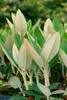 Rhododendron taliense 'Honigduft', duftend, 30–40 cm Produktbild-Vorschau 2
