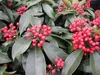 Skimmia reevesiana - Japanische Skimmie - 20-25cm Produktbild-Vorschau 1