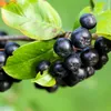 Aronia Nero 2L Anteprima dell’immagine prodotto 4