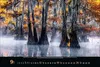 Magische Wälder 2027 Produktbild-Vorschau 15