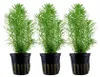 Aquarium Pflanze 3 Stück Pogostemon erectus Wasserpflanze Produktbild-Vorschau 1