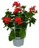 Französische Geranien hängend Pelargonium peltatum Ville de Produktbild-Vorschau 3