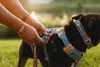 Ruffwear Front Range™ Hundegeschirr Produktbild-Vorschau 7