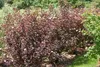 Physocarpus opulifolius 'Diabolo' -R-, Blasenspiere, Produktbild-Vorschau 13