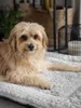 A small, light brown dog is lying on a gray blanket in a home setting. Voir les images du produit