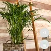 Bloomique - 2er-Set - Dypsis & Chamaedorea - Palme - Produktbild-Vorschau 2