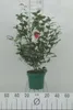 Camellia japonica in species-and var - Camellia japonica in Podgląd zdjęcia produktu 1
