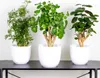 Bloomique - 3er-Mix Polyscias - Aralie - Fabian, Ming, Produktbild-Vorschau 2