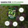 Maracuja Passionsfrucht Samen - Passiflora edulis - Produktbild-Vorschau 3