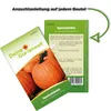 Speisekürbis Big Max Samen - Cucurbita maxima - Produktbild-Vorschau 3