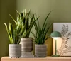Dehner Bogenhanf Laurentii, Sansevieria trifasciata, Produktbild-Vorschau 4