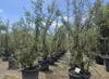 Quercus Suber Multistamm 250 cm Korkeiche – winterhart bis Produktbild-Vorschau 2
