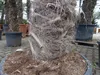 XXXXL 210 - 230 cm Trachycarpus fortunei Hanfpalme, Produktbild-Vorschau 3