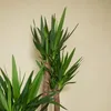Bloomique - 2er Set - Yucca Elephantipes - Yucca Palme - Produktbild-Vorschau 5