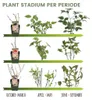Plants by Frank | 6 Heidelbeerpflanzen 100% Biologisch | Produktbild-Vorschau 2