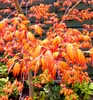 Fächerahorn ´KATSURA´ 90-110 cm, Cont. 3 l Produktbild-Vorschau 2