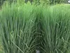 Stauden Gänge 3 x Panicum virgatum 'Northwind' im 1 Liter Produktbild-Vorschau 4