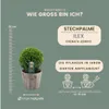 Plants by Frank | Echte Stechpalme Kugel im Holztopf | Ilex Produktbild-Vorschau 7