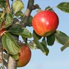 Jabloň Malus Domestica 'Elstar', 1,5 l kvetináč Náhľad obrázku produktu 4