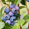 Heidelbeerdünger - Mineraldünger für Heidelbeeren – 3 Kg Produktbild-Vorschau 9