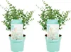 Bloomique - Zestaw 2 szt. - Eucalyptus Gunnii Azura - Podgląd zdjęcia produktu 1