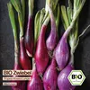 Samenliebe  Zwiebel Samen | Tropea Rossa Lunga - rote & Produktbild-Vorschau 4