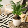Bloomique - 2er Set - Cycas Revoluta - Palmfarn - Sagopalme Produktbild-Vorschau 2