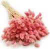 Phalaris Getrocknete - Kanariengras - Hell-Pink Produktbild-Vorschau 1
