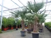 2 Stück im Palmenset Trachycarpus fortunei dicke Stämme 200 Produktbild-Vorschau 6