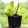 MIKONI Anzuchttöpfe | ■ 9 cm | 50 Stück | Pflanzschale Produktbild-Vorschau 7