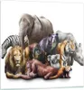 Bilder auf glas - Tiere Koala Löwe Affe - 70x70cm - Produktbild-Vorschau 1