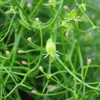 Kletterzwiebel (Bowiea volubilis)  - 5 Samen Produktbild-Vorschau 2