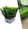 Plants by Frank | 6 Grüne Spindelstrauch Pflanzen | Produktbild-Vorschau 1