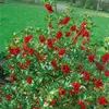 Stechpalme Alaska 10-15 cm, im Topf - Ilex aquifolium, Produktbild-Vorschau 13